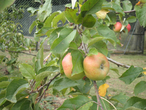 Part of our Apple trees